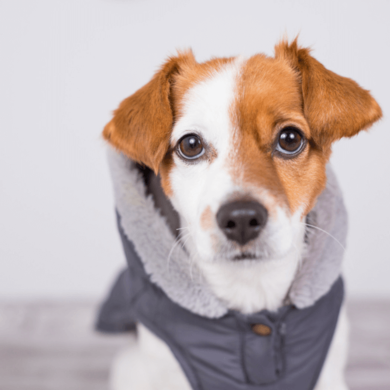 Protezione e Cura Invernale per il Tuo Cane: Una Guida Completa al Cappottino Perfetto
