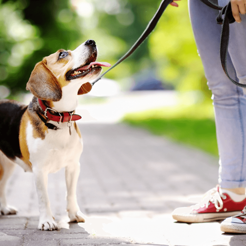 Coaching MASTER- Cane adulto (durata 9 Mesi)
