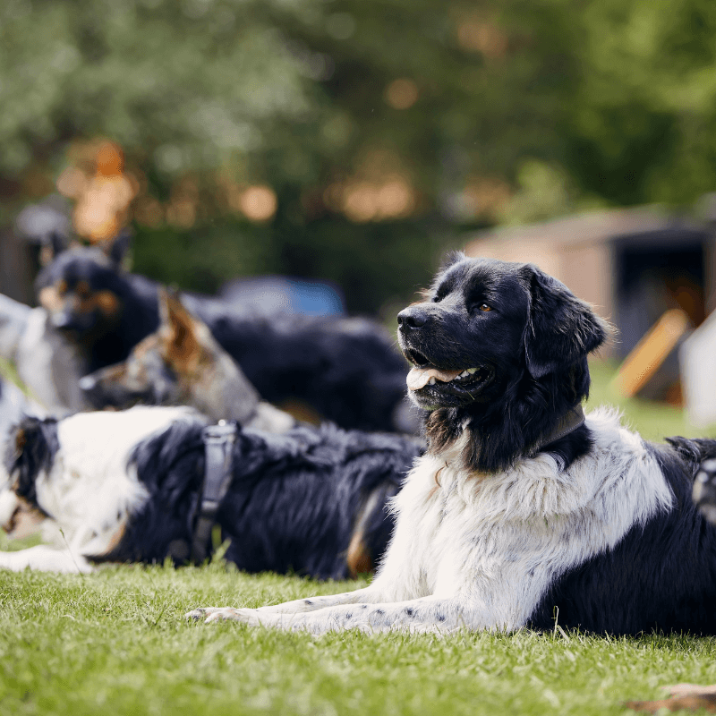 Educazione e Socializzazione Cani: Ingresso Singolo (3H)