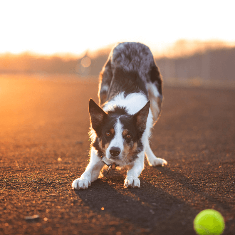 Educazione e Socializzazione Cani: Ingresso Singolo (3H)