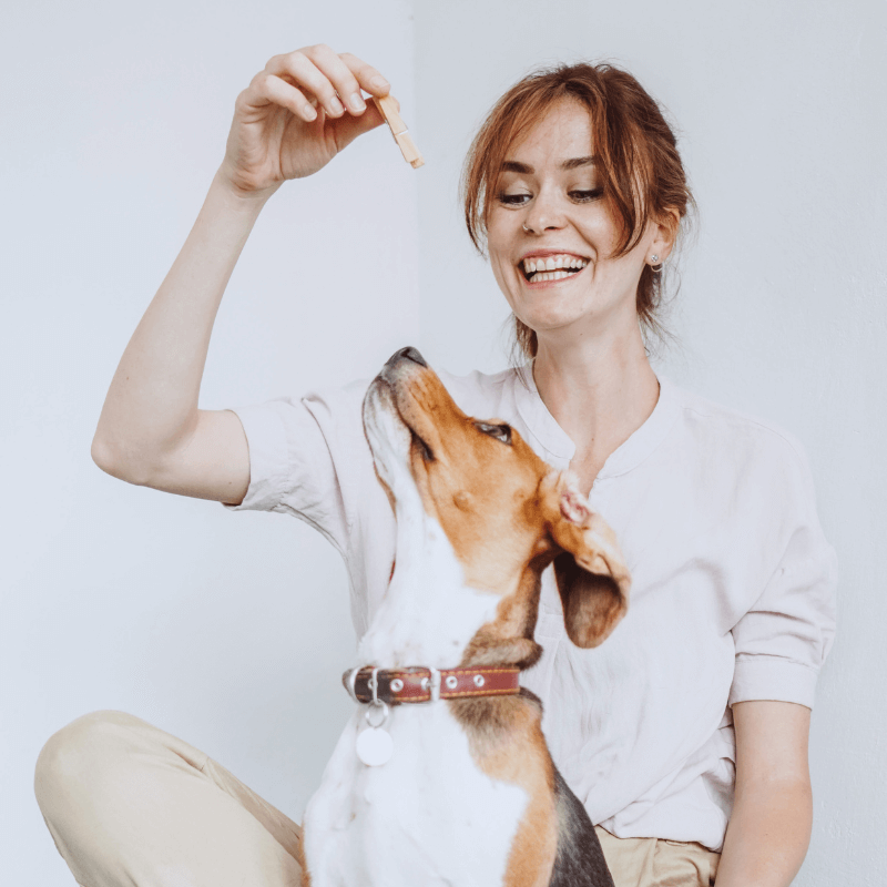 Full Immersion a Domicilio: Addestramento Personalizzato per il Tuo Cane