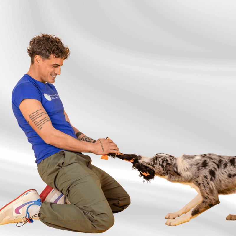 Video Consulenza Personalizzata per Cani (50 Minuti)