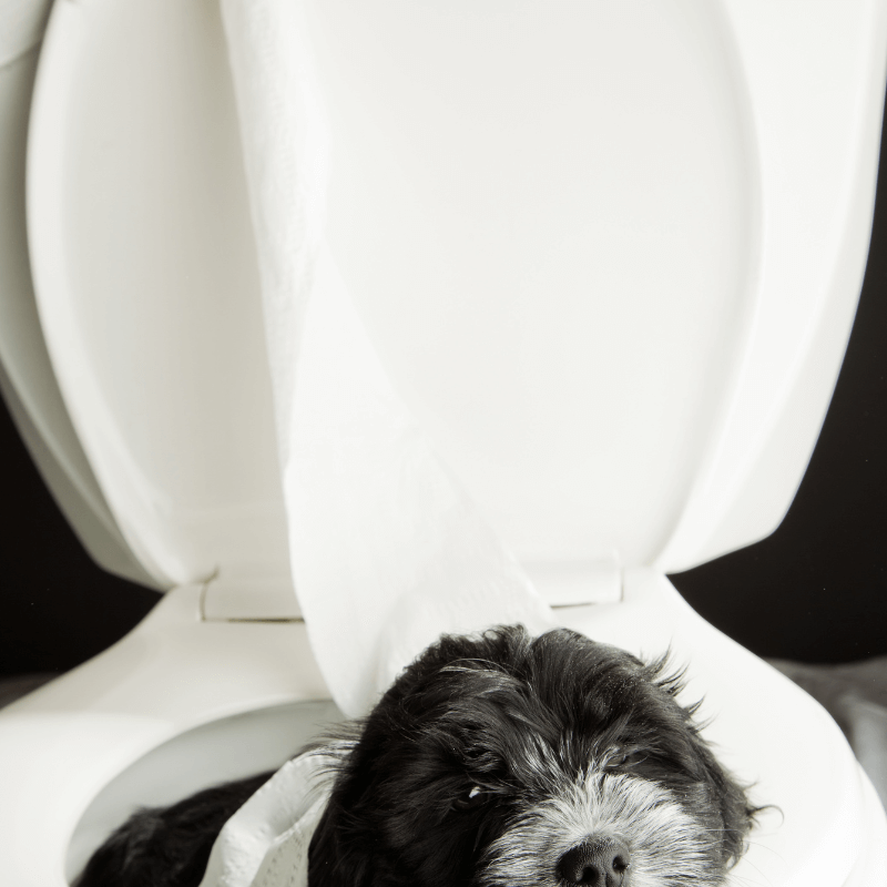 Video Lezione: educazione alla toilette