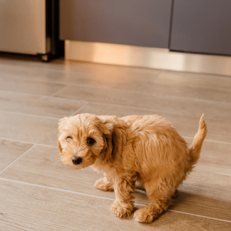 Video Lezione: SOS PIPì