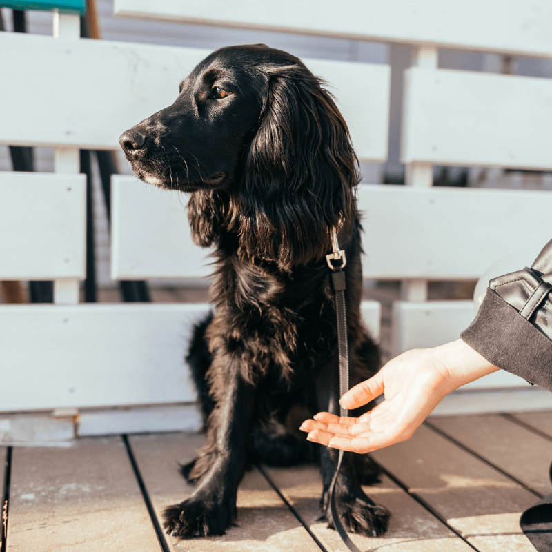 Video Lezione: i 5 motivi per cui il tuo cane non ascolta