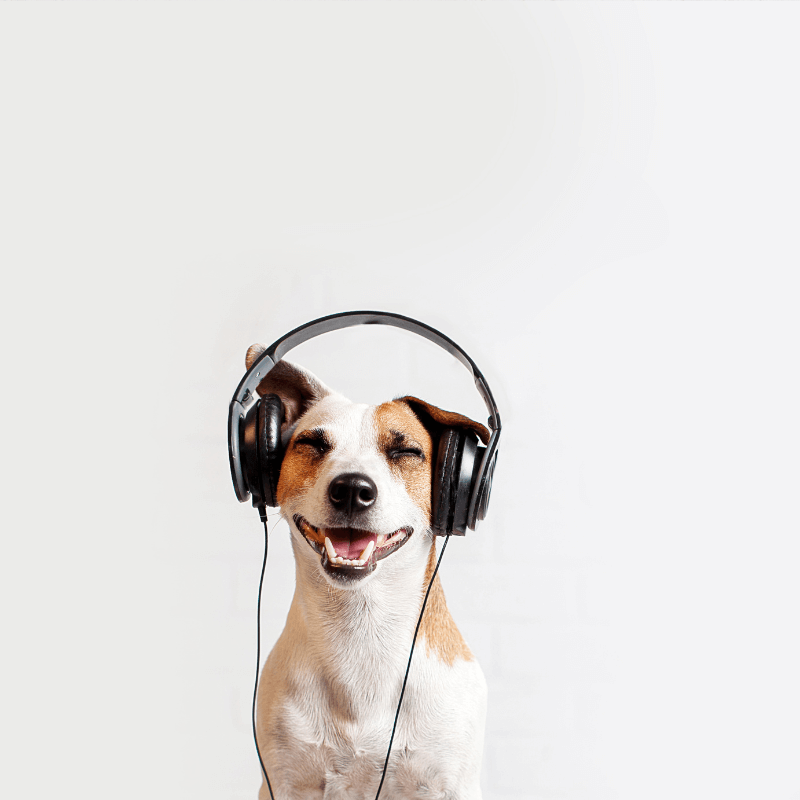 Video Lezione: i 5 motivi per cui il tuo cane non ascolta