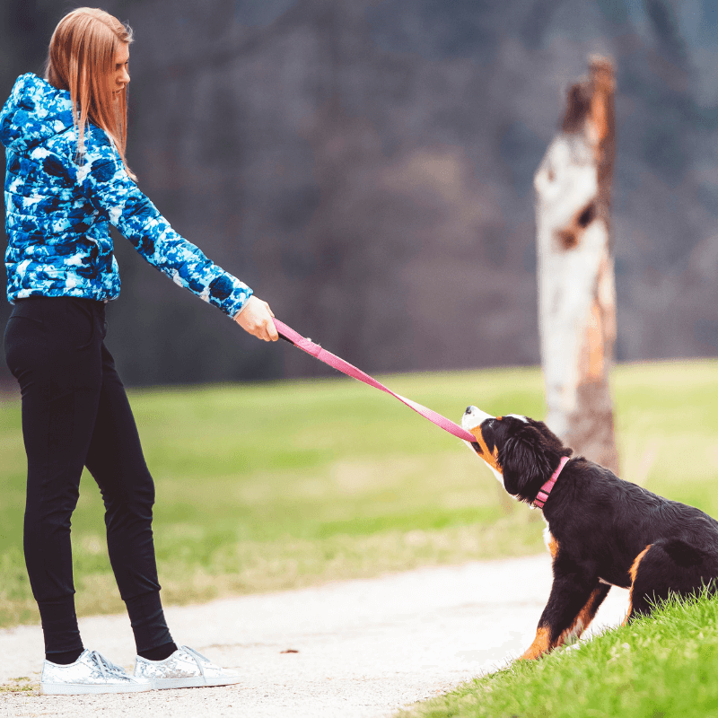 Video Lezione: i 5 motivi per cui il tuo cane non ascolta
