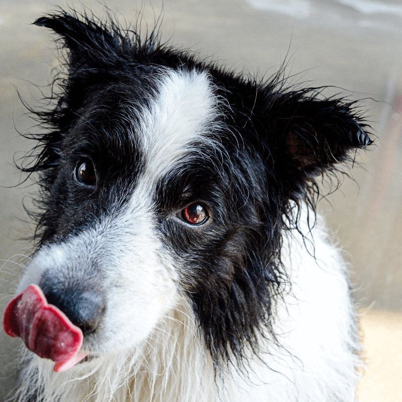 Video Lezione: il linguaggio segreto del tuo cane