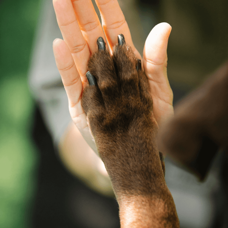 Video lezione: Guida per costruire un richiamo perfetto