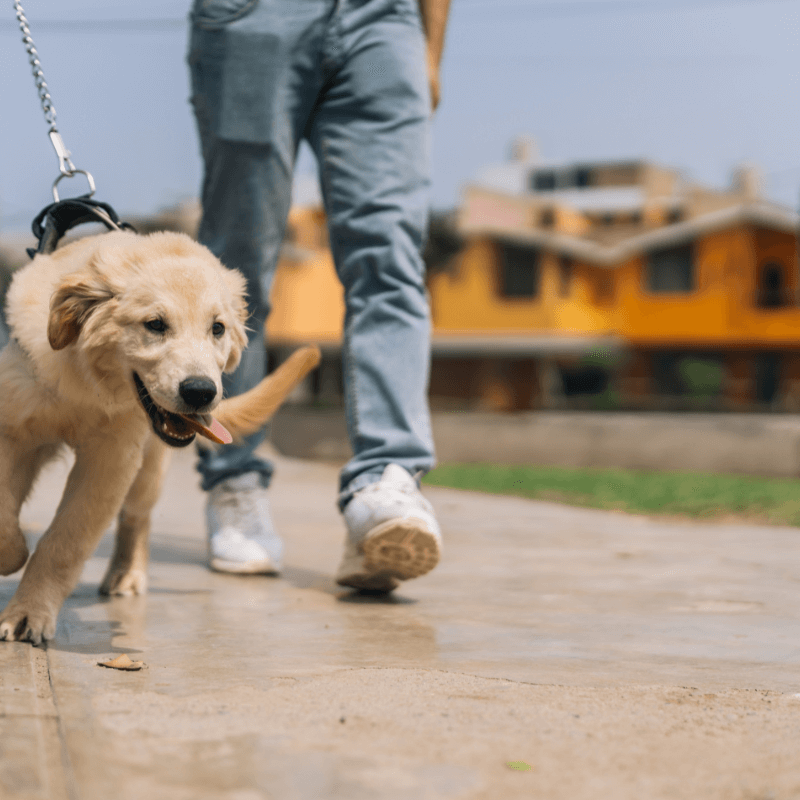 Video lezione: Il metodo definitivo per smettere di lottare con il guinzaglio