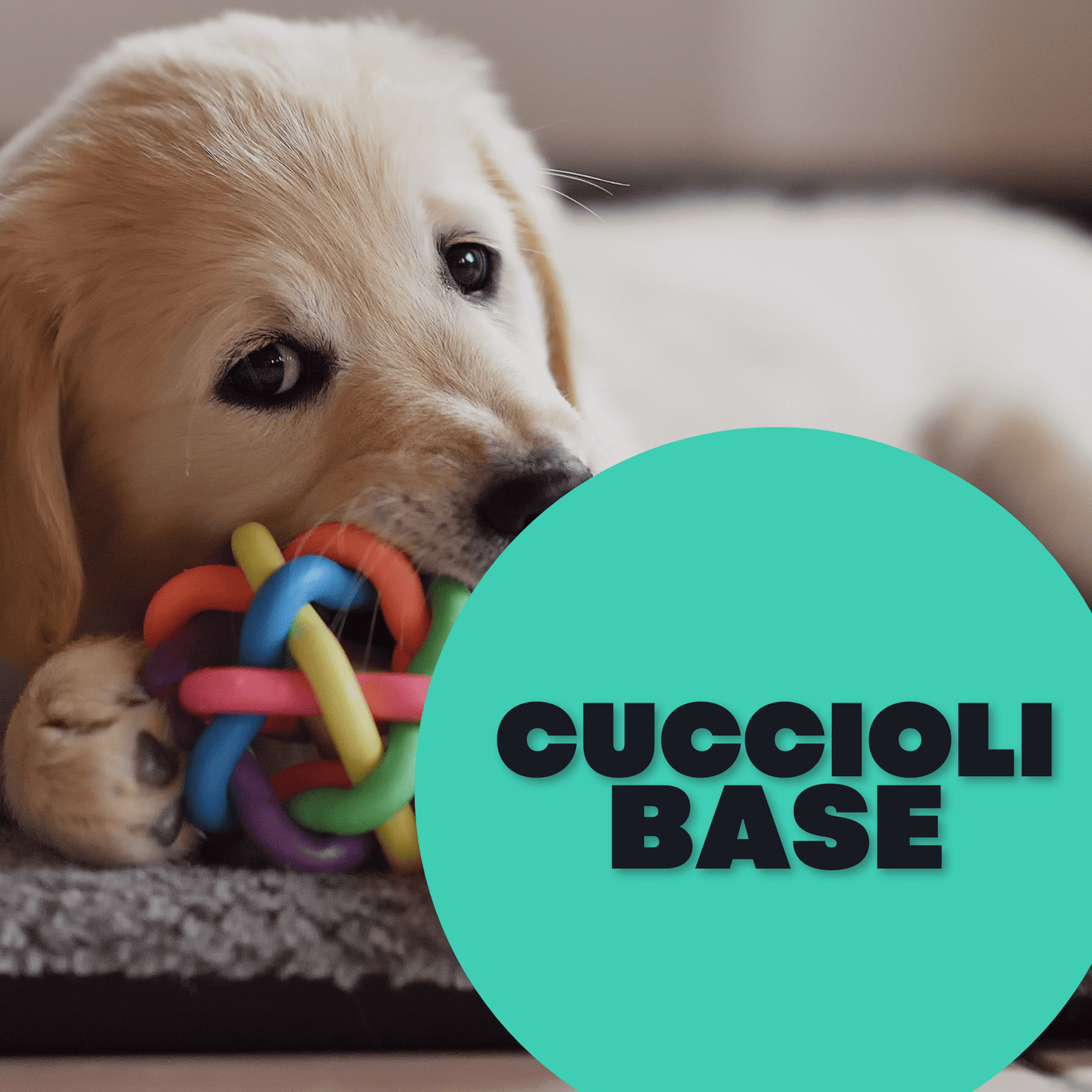 cucciolo di cane che gioca