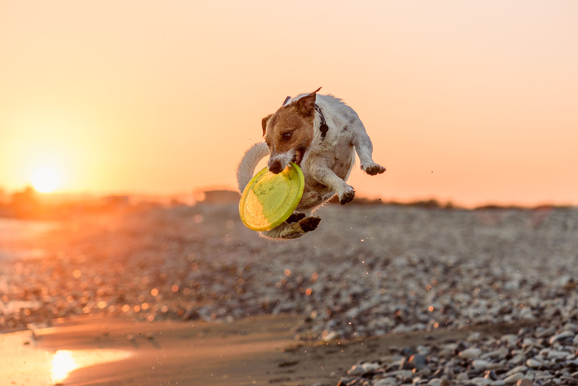 Cane che salta e cattura il disco volante di plastica che gioca sulla spiaggia del mare alla luce del tramonto