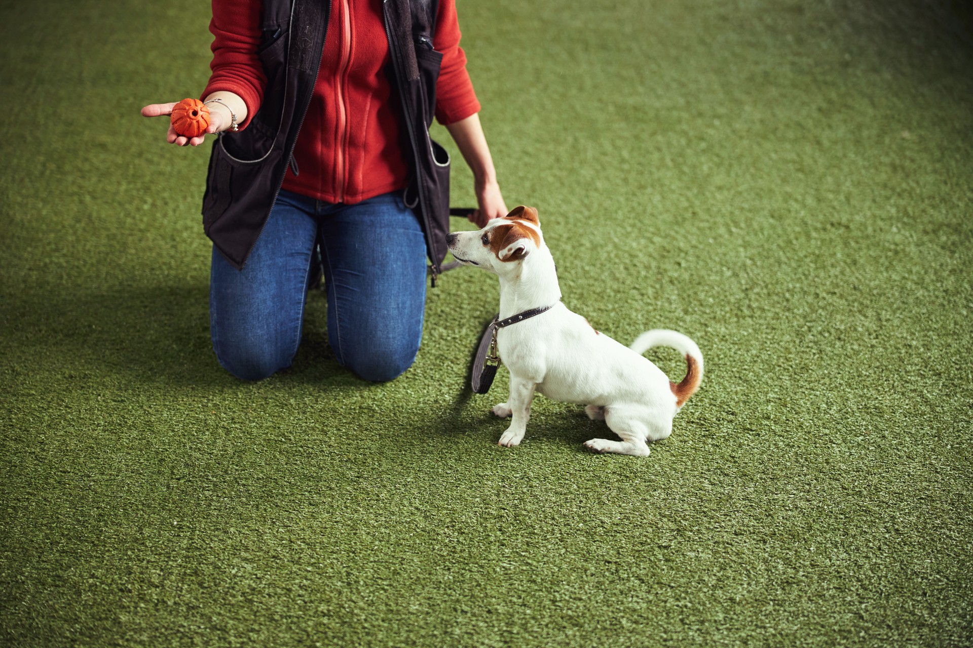 Instructor holding a ball on the palm during the dog training