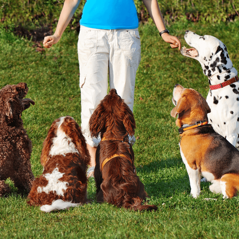Coaching Base- Cane adulto (durata 6 mesi)