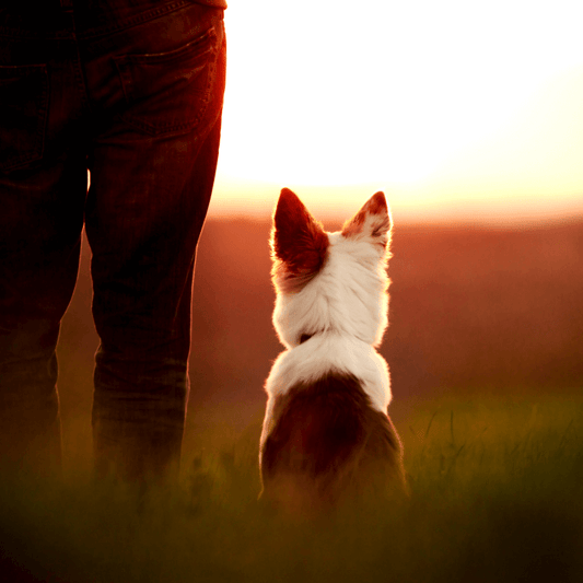 Coaching MASTER- Cane adulto (durata 9 Mesi)
