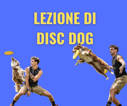 Lezione di Disc Dog: Divertimento, Precisione e Complicità con il Tuo Cane
