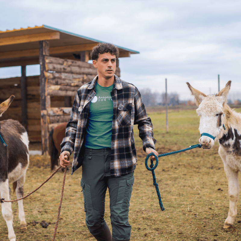 Trekking con gli Asini