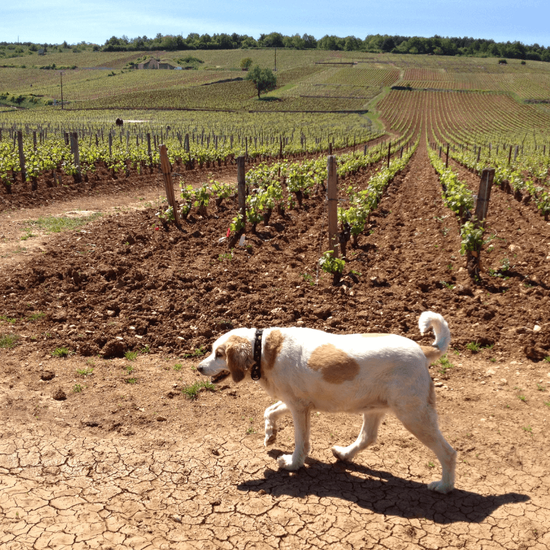 Trekking con il Tuo Cane e Degustazione di Vini Locali: Esperienza Pet-Friendly Unica