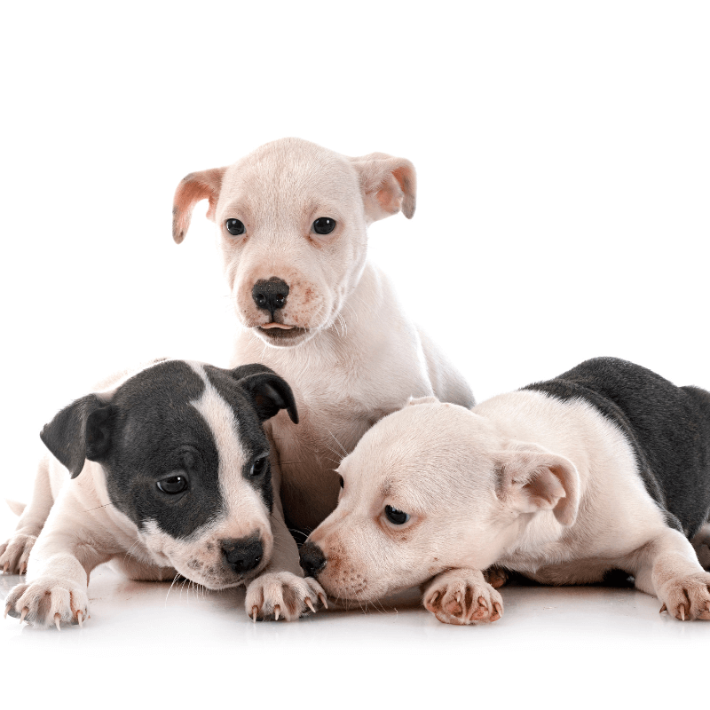 Video Lezione: L'Accoglienza del Cucciolo | Lezione Completa per un Inizio Perfetto