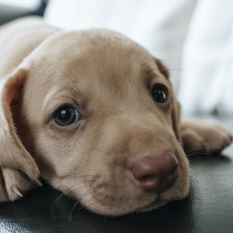 Video Lezione: L'Accoglienza del Cucciolo | Lezione Completa per un Inizio Perfetto