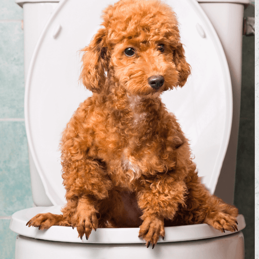 Video Lezione: educazione alla toilette