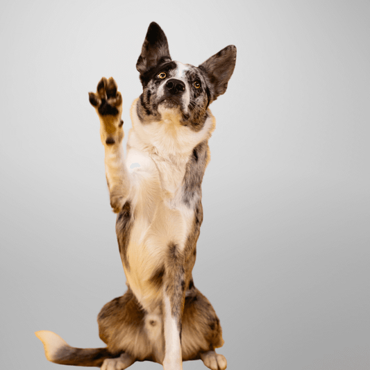 Video Lezione: il linguaggio segreto del tuo cane