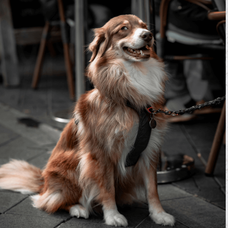 Video lezione: Guida per costruire un richiamo perfetto