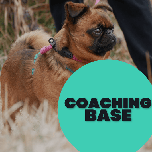 cane attento a fare lezione 
