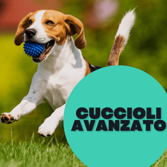 cane cucciola che gioca con la palla 