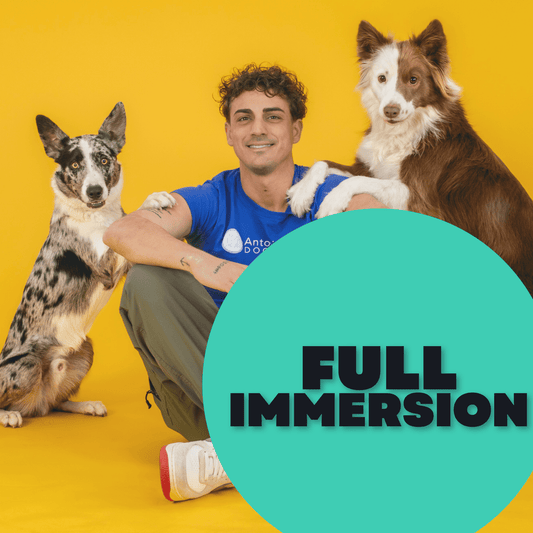 Full Immersion a Domicilio: Addestramento Personalizzato per il Tuo Cane